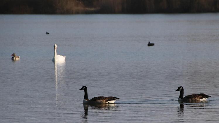 Auf dem Sichelsee bei Augsfeld kann man viele Wasservogelarten beobachten: Vorne im Bild schwimmen zwei Kanadagänse, dahinter eine Graugans und ein Schwan. Fotos: Ronald Heck