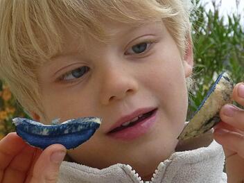 Jakob  (5) aus Hirschaid hat  einen Kornblumenröhrling gesammelt.  Ihm gefällt der blaue Speisepilz -  fast so gut wie sein Favorit: "Am schönsten im Wald ist der Fliegenpilz!", findet der Nachwuchs-Sammler, der auch weiß, wie giftig diese schönen Exemplare sind ist. Foto: Bernhard Panzer