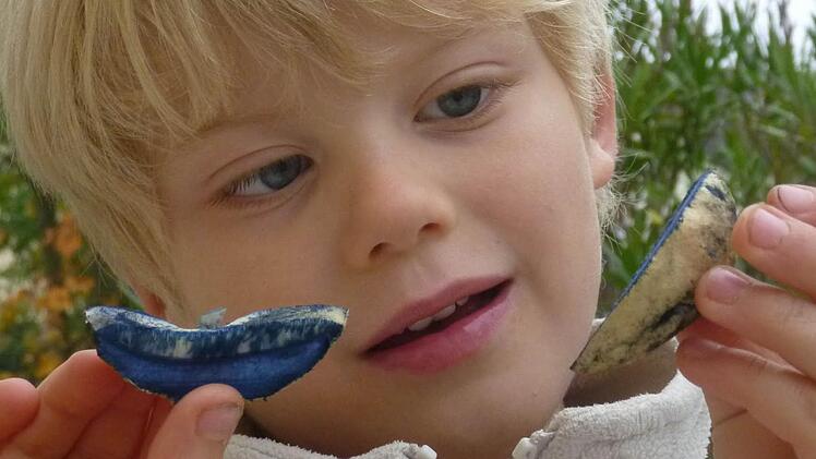 Jakob  (5) aus Hirschaid hat  einen Kornblumenröhrling gesammelt.  Ihm gefällt der blaue Speisepilz -  fast so gut wie sein Favorit: "Am schönsten im Wald ist der Fliegenpilz!", findet der Nachwuchs-Sammler, der auch weiß, wie giftig diese schönen Exemplare sind ist. Foto: Bernhard Panzer