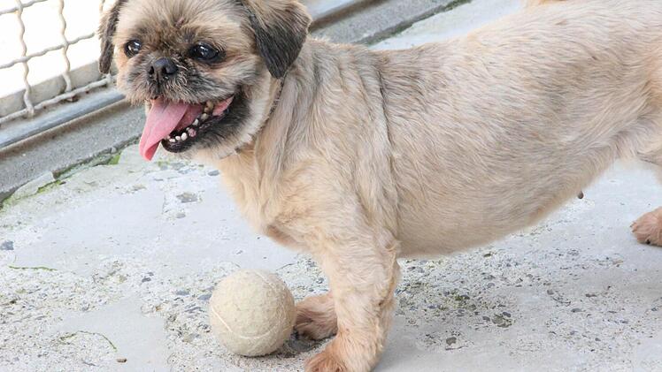 Den Hunden geht es wieder gut.