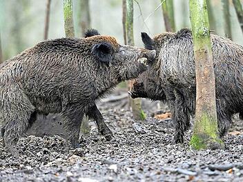 Wildschweine fühlen sich im Landkreis Lichtenfels wohl, ihre Zahl steigt. Jäger überlegen sich Maßnahmen dagegen. Foto: David Ebener/dpa