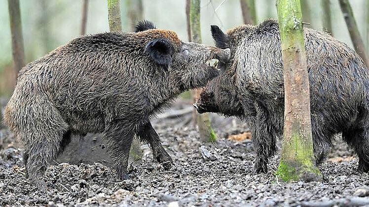 Wildschweine fühlen sich im Landkreis Lichtenfels wohl, ihre Zahl steigt. Jäger überlegen sich Maßnahmen dagegen. Foto: David Ebener/dpa