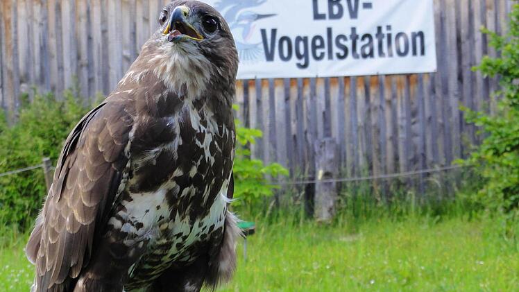 Auch Griefvögel sind in der Station des Landesbundes für Vogelschutz zu sehen. Foto: Christian Merz