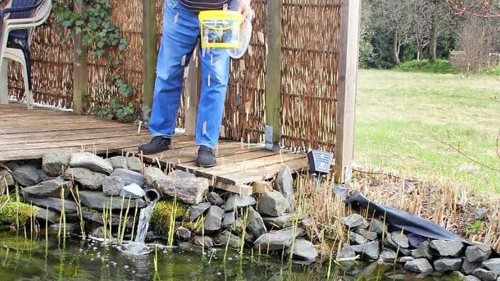 Josef Daum füttert die Kois in seinem großen Gartenteich. Dafür und für die Pflege des Gartens hat er jetzt mehr Zeit als früher.  Foto: Friedwald Schedel