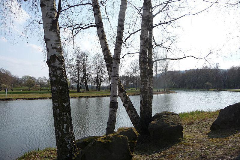 Birken am Ufer