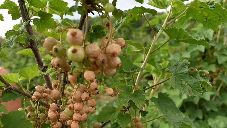 Orange-braun sind die erfrorenen Johannisbeeren.  Foto: Petra Malbrich
