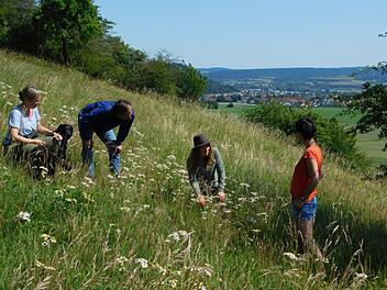 Naturparkrangerin Katja Winter zeigt und erkl&auml;rt auf einer ihrer Naturerlebnis-F&uuml;hrungen am Hang der Kleinen Wann spannende Details zur lokalen Tier- und Pflanzenwelt. Im Hintergrund ist Zeil zu sehen. Foto: privat