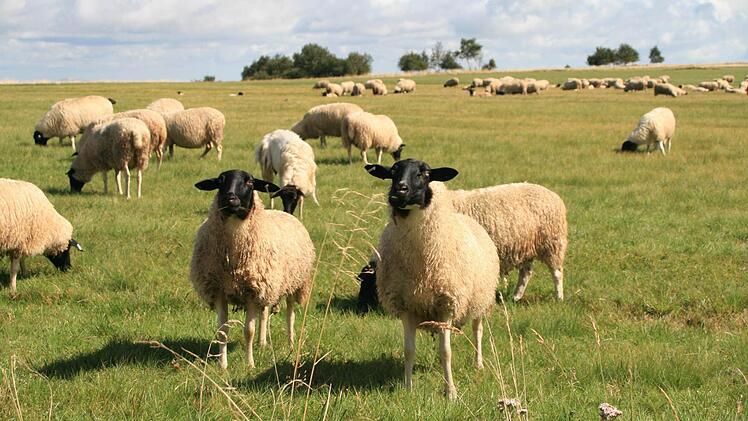 Rhönschafe. Foto: Anja Vorndran