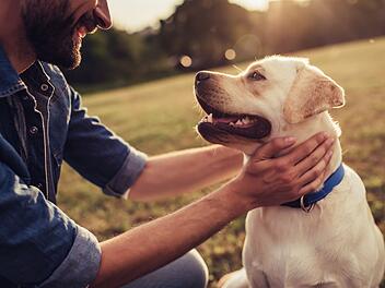 AdobeStock_Hund