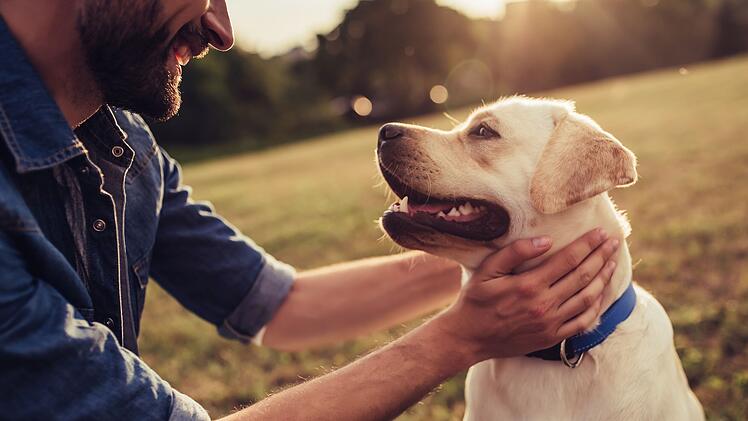 AdobeStock_Hund