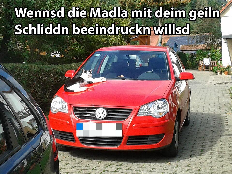 29 fränkische Katzen, die dich verstehen