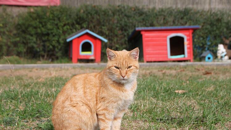Katze im Tierheim Wannigsmühle.Heike Beudert