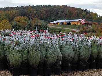 Weihnachtsbäume im Topf sind im Trend, weil sie langlebig und dadurch besonders umweltfreundlich sind.      Foto: Evi Seeger
