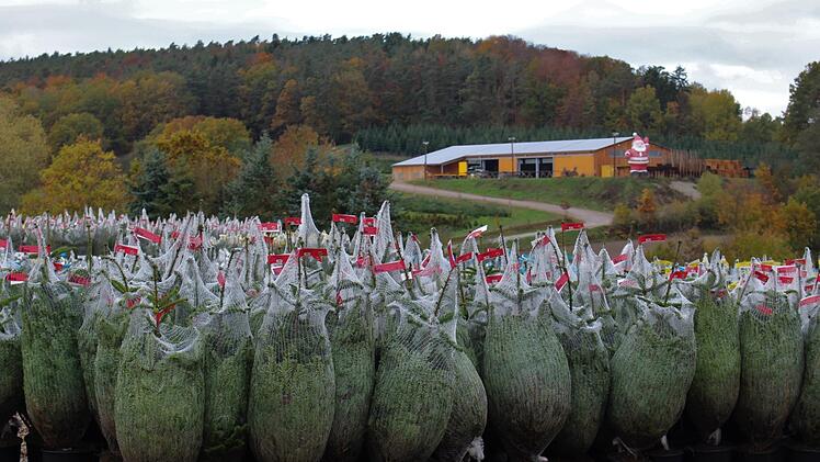 Weihnachtsbäume im Topf sind im Trend, weil sie langlebig und dadurch besonders umweltfreundlich sind.      Foto: Evi Seeger