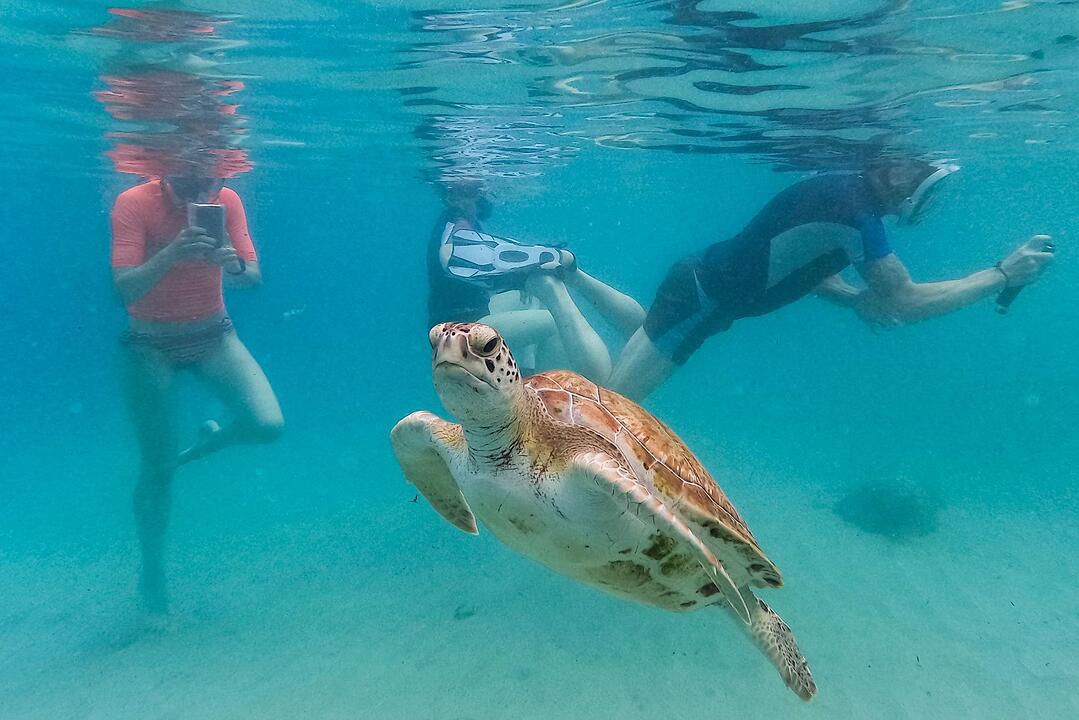 Meeresschildkr&ouml;te in Curacao