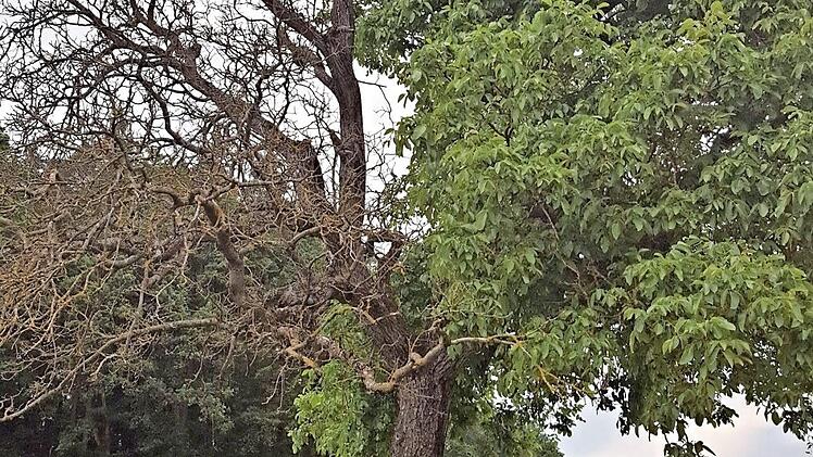 An dem Walnussbaum ist unten links zu sehen, dass ein Schaden der Kambiumschicht vorhanden ist, was für dieses seltsame Erscheinungsbild verantwortlich ist.  Foto: Helmut Will