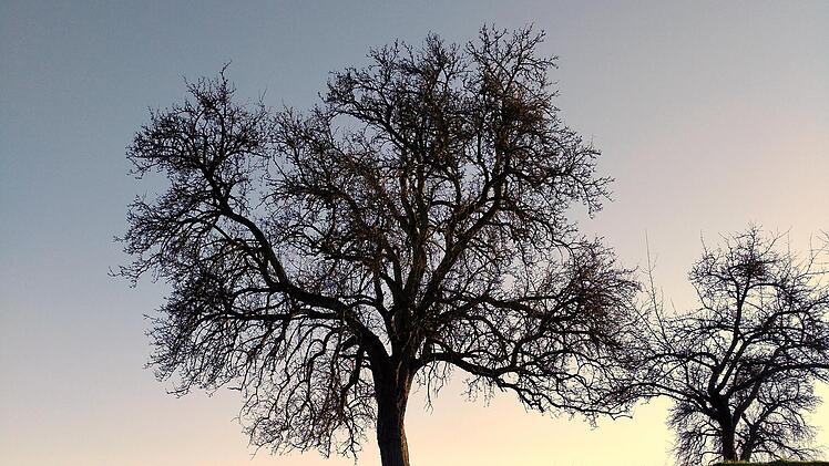 Birnbaum in Hassenbach.