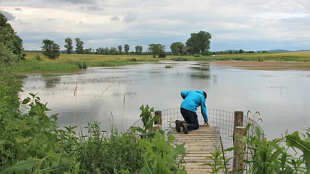 Matthias Franz &uuml;berpr&uuml;ft am Schirmsee bei Gro&szlig;wenkheim, ob der Biberschutz noch intakt ist.