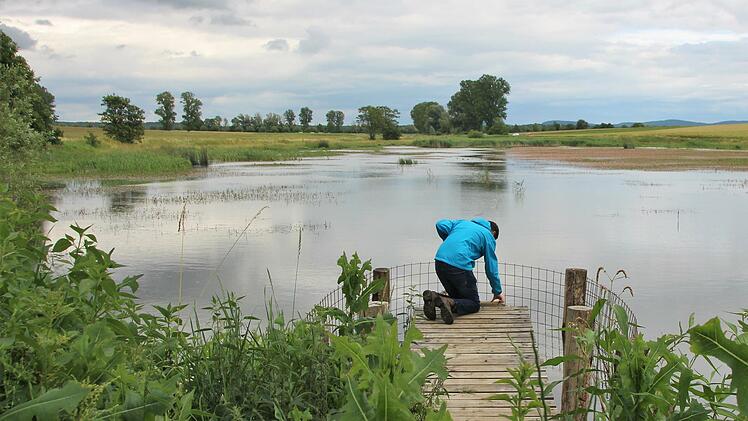 Matthias Franz überprüft am Schirmsee bei Großwenkheim, ob der Biberschutz noch intakt ist.