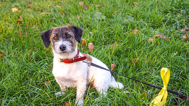 Die gelbe Schleife an der Leine eines Hundes ist ein Warnsignal f&uuml;r andere Hundehalter.