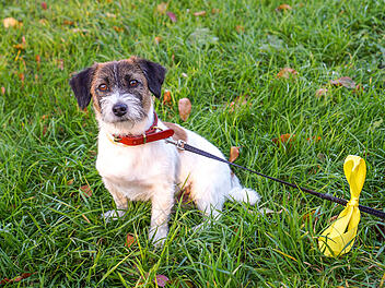 Die gelbe Schleife an der Leine eines Hundes ist ein Warnsignal für andere Hundehalter.