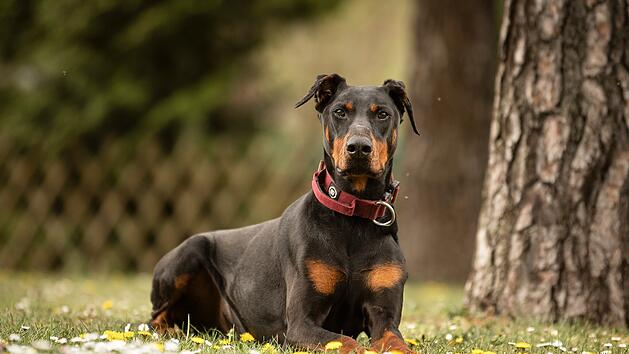 Tierheim Nürnberg sagt Hund Tyson Lebewohl