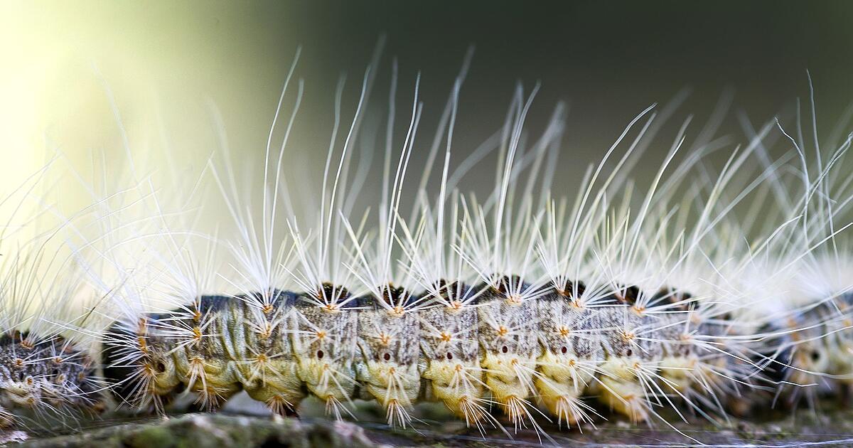 Oak processionary moth: Danger threatens these locations in Franconia