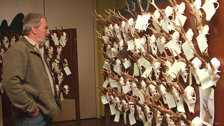 Starke Trophäen wie schon seit Jahren nicht mehr waren bei der Hegeschau zu bestaunen.