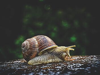 Das Haus einer gehäusetragender Landschnecke ist fest mit der Schnecke verwachsen und wächst ein Leben lang mit. Eine Weinbergschnecke kann übrigens bis zu 30 Jahre alt werden.