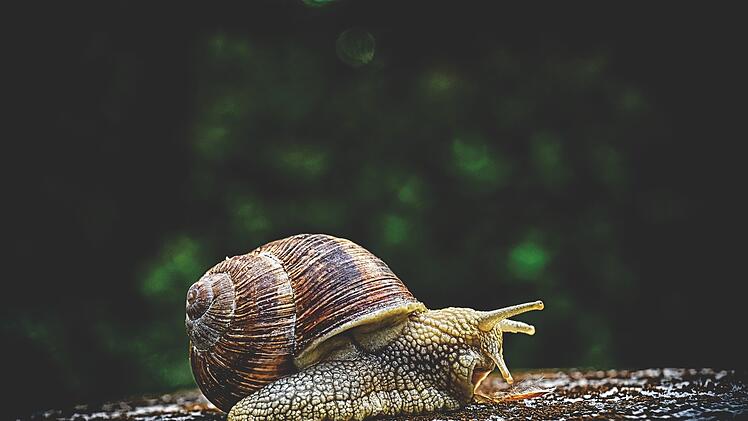 Das Haus einer gehäusetragender Landschnecke ist fest mit der Schnecke verwachsen und wächst ein Leben lang mit. Eine Weinbergschnecke kann übrigens bis zu 30 Jahre alt werden.
