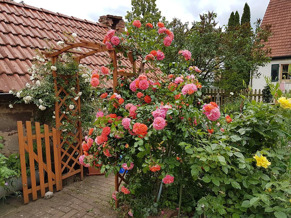 Die schönsten Sommerfotos aus Bad Kissingen und Umgebung