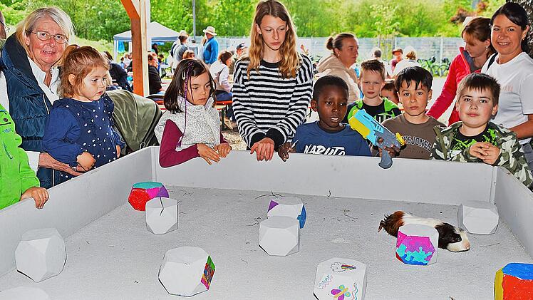 Das Meerschweinchenrennen war eine der Attraktionen am Familiennachmittag, der bei den vielen Kindern und Jugendlichen nat&uuml;rlich f&uuml;r viel Freude sorgte.