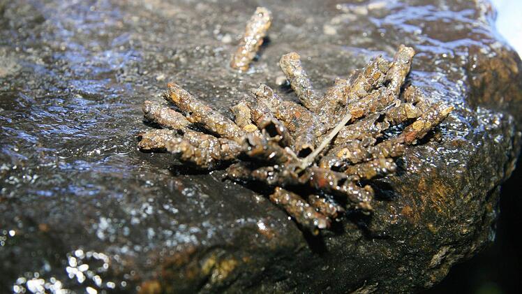 Die Larvenröhren auf dem Stein beweisen, dass hier bis vor kurzem die Welt in Ordnung war und Leben vorkam.