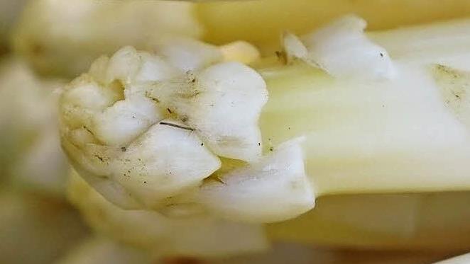 So sieht ein Spargelköpfchen aus, das schon geöffnet ist. Das wäre zum Beispiel ein Merkmal für Handelsklasse II.