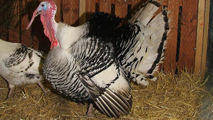 Eine tolle Show zog der Cröllwitzer Putenhahn ab - er schlug Räder, alles nur um die Dame in seinem Gehege zu beeindrucken.