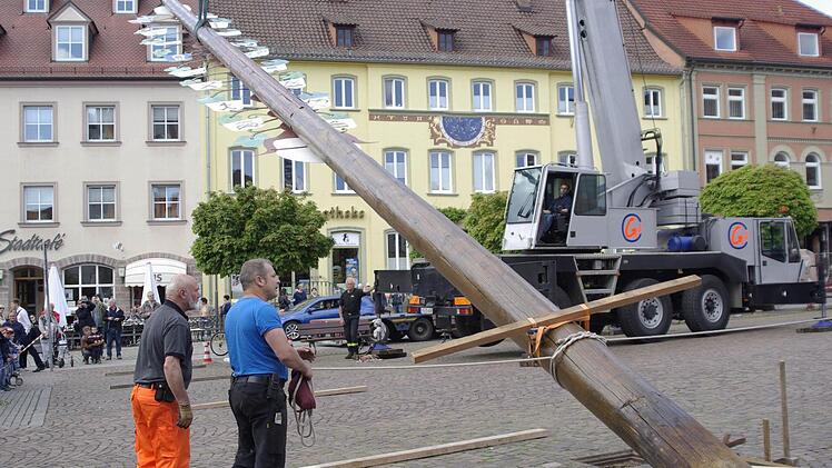 Mit Technik und Muskelkraft richteten die Helfer den 22 Meter hohen Zunftbaum auf,  Foto: Winfried Ehling