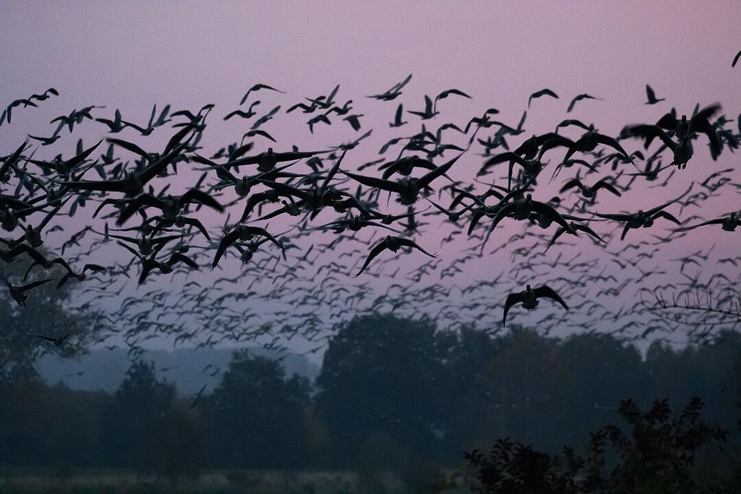 Vogelzug im Dr&ouml;mling