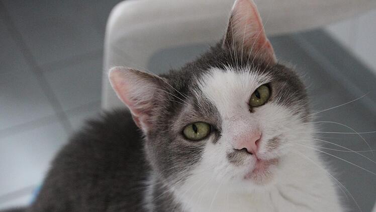 Kater Lucky ist verschmust und zutraulich. Foto: Julia Heimberger