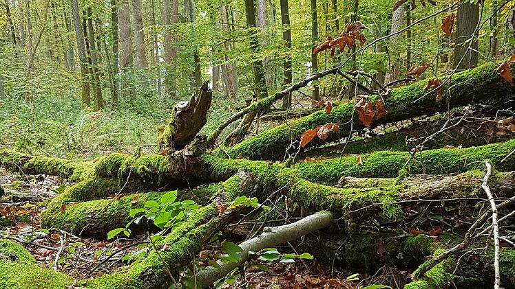 Wald: Wichtige Funktion als CO2-Speicher, Klimakühlung und Rückzugsort für Mensch und Tier. Foto: Elisabeth Assmann
