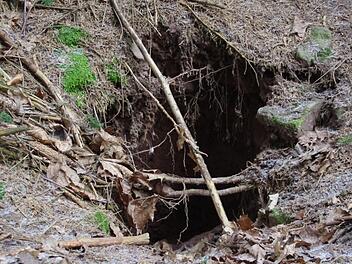 Ein Dachsbau im Umfeld der Festung. Er führt in ein regelrechtes unterirdisches Labyrinth. Foto: Marco Meißner