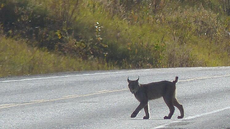 Einen scheuen Luchs bekam Manfred Wagner ebenfalls vor die Linse.