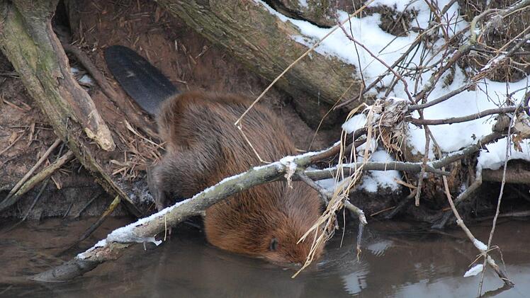 Ein Biber hat es sich im Landkreis Haßberge gemütlich gemacht und begibt sich auf den Weg ins Wasser. Foto: Claus Haubensack/Untere Naturschutzbehörde