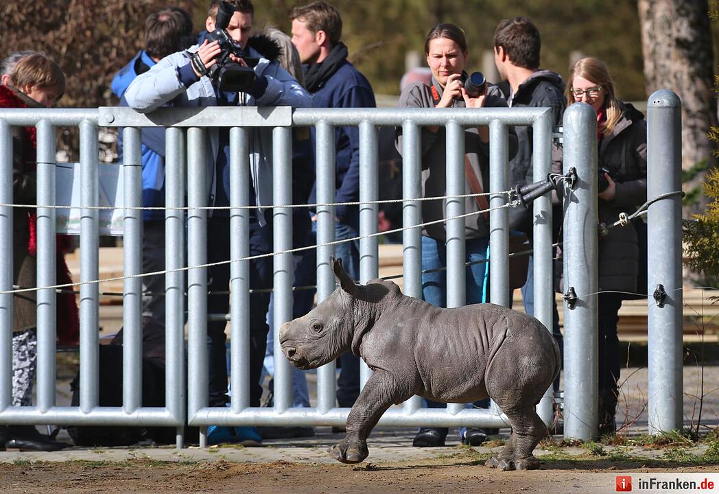 Nashorn-Nachwuchs in Augsburg