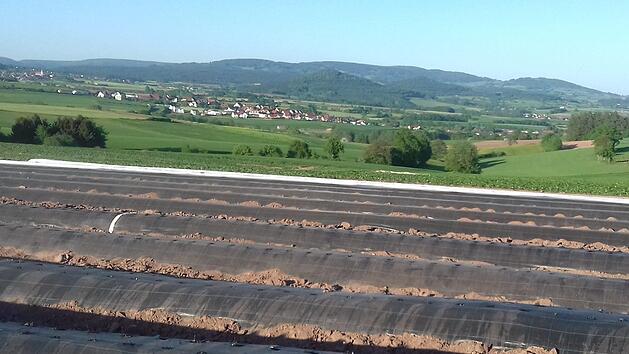 Kein Spargel, sondern Erdbeeren wachsen unter den schwarzen Folien bei Modlos. Inge Morschh&auml;user