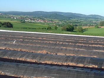 Kein Spargel, sondern Erdbeeren wachsen unter den schwarzen Folien bei Modlos. Inge Morschh&auml;user