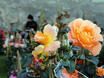 Edle Rosen in H&uuml;lle und F&uuml;lle werden auf der Festung zu sehen und zu kaufen sein. Archiv/Matthias Hoch