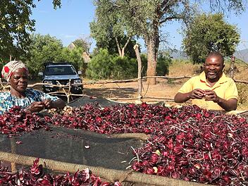 In Simbabwe beschafft die Martin Bauer Group pflanzliche Rohstoffe in Bioqualität und stärkt die Menschen innerhalb der Lieferkette.   Foto: Maba