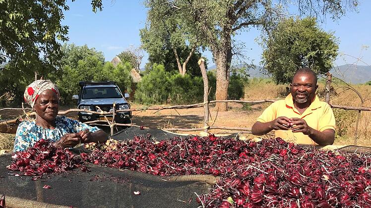 In Simbabwe beschafft die Martin Bauer Group pflanzliche Rohstoffe in Bioqualität und stärkt die Menschen innerhalb der Lieferkette.   Foto: Maba