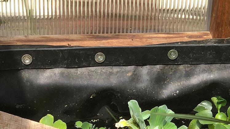 Auch eine Wasserschildkr&ouml;te hat im eigenen Pool genug Platz. Foto: Christine Schneider-Knapp