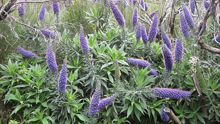 Lupinen Foto: Michael Kraus